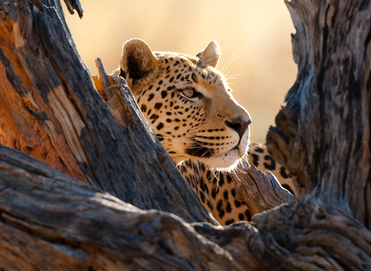 Okonjima Nature Reserve - Photo Credit Chris Peckham (12).jpg