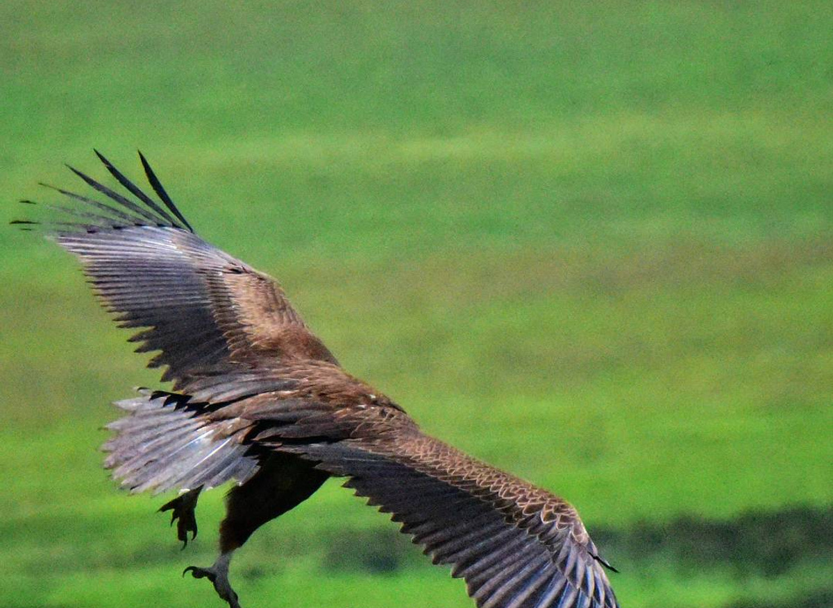 Vulture in Mid Air 