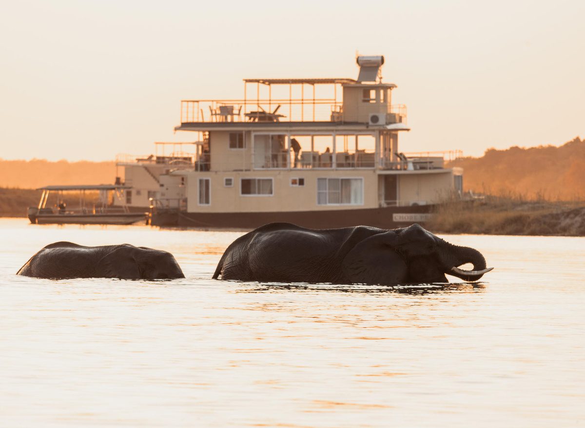 Chobe Princess with Elephants crossing at sunset.jpg
