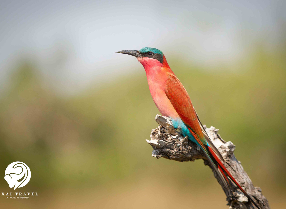 Southern Carmine Bee Eater