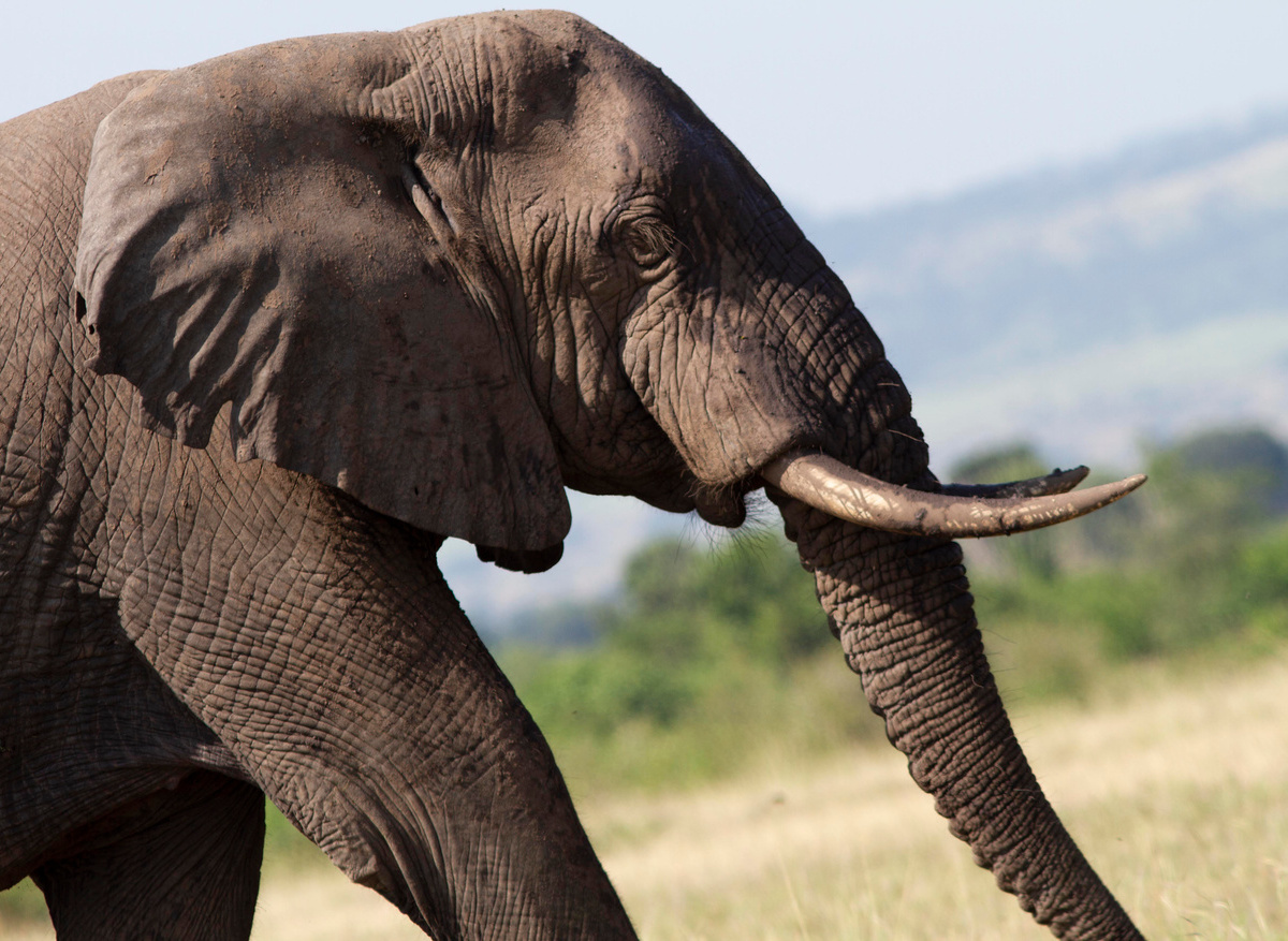 Elephant in Murchison Falls 