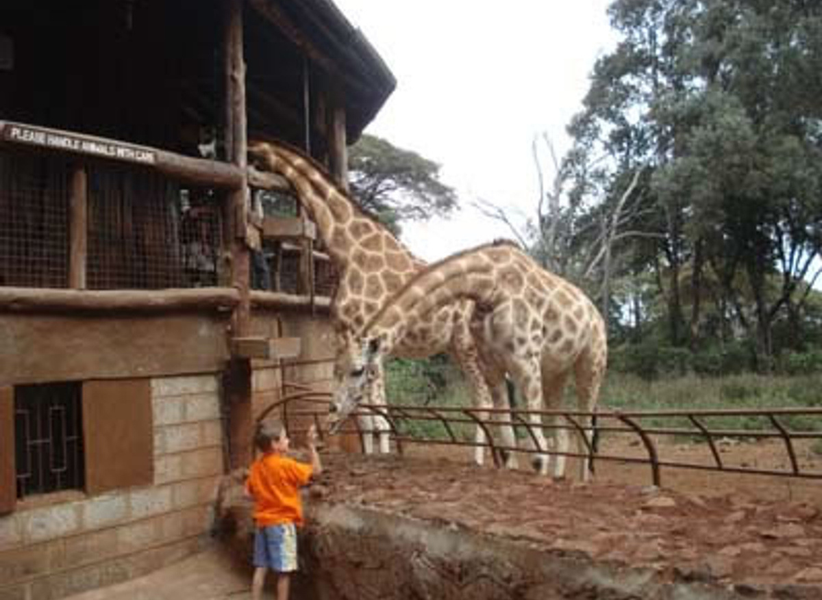 giraffe centre 03.jpg