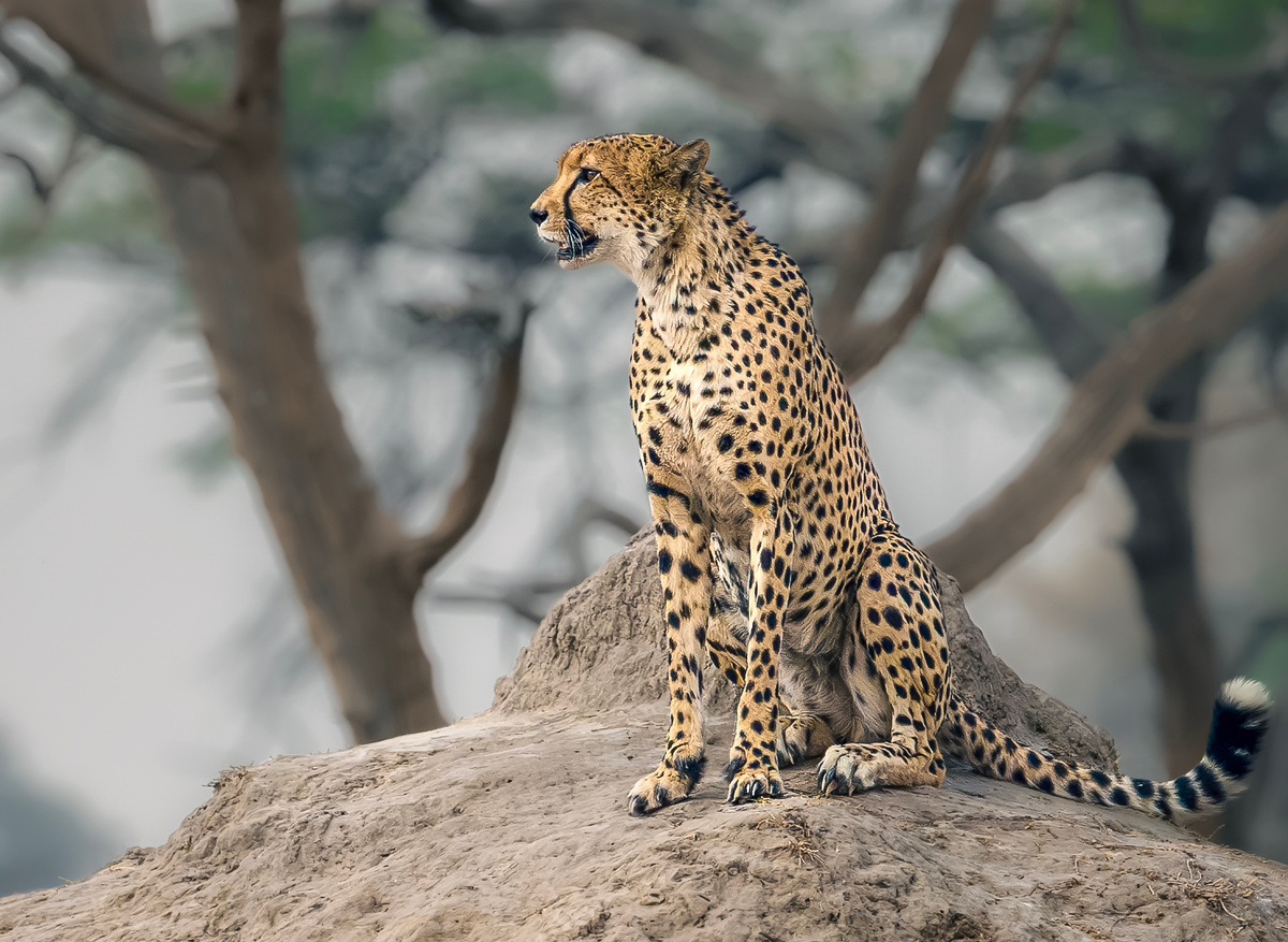 Cheetah on anthill - Ngweshla, Hwange, Zimbabwe