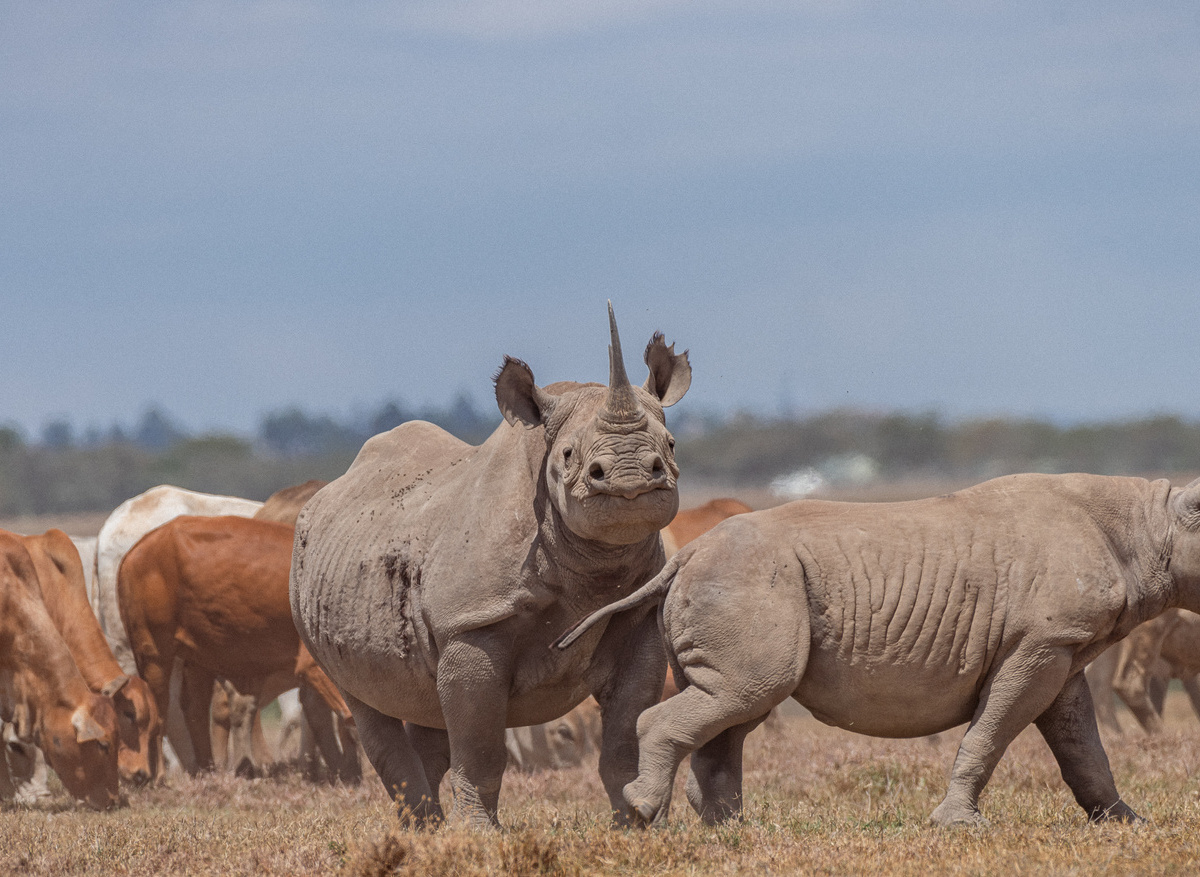 Black Rhino with Livestock_1.JPG