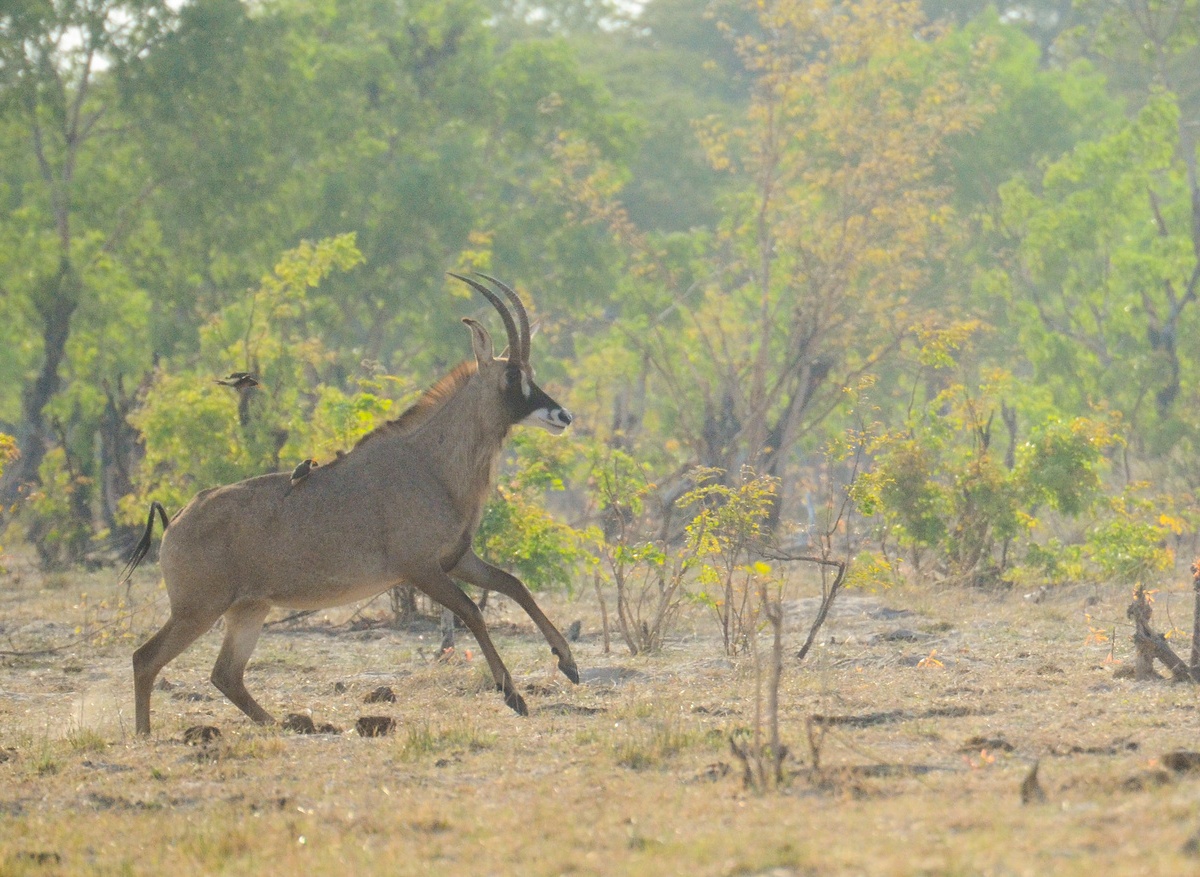 CampHwange_game_viewing_13