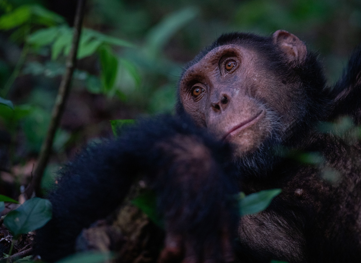 KL - Chimpanzee-AH1I4373(1).jpg