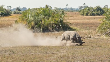 Wilderness Safaris_Botswana Rhino Conservation Operation.jpg