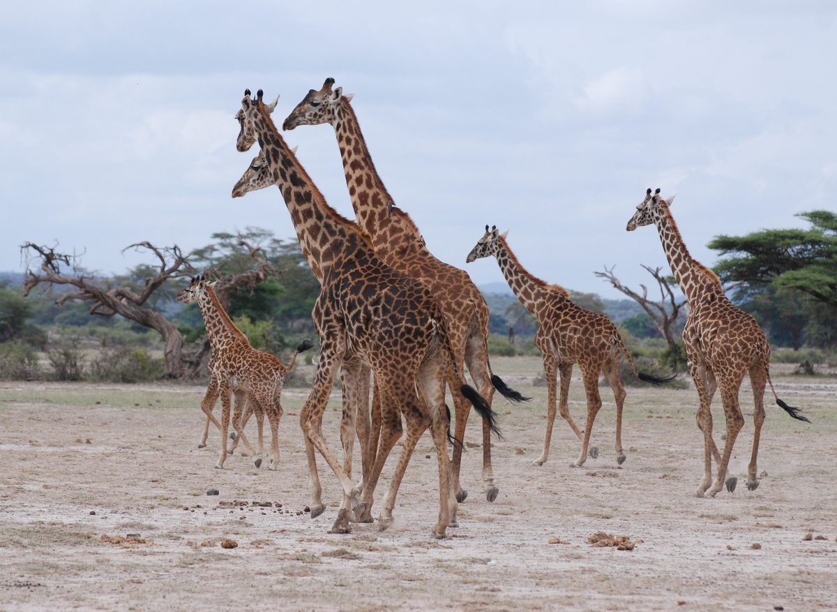 Tanzania Tim H 124.JPG