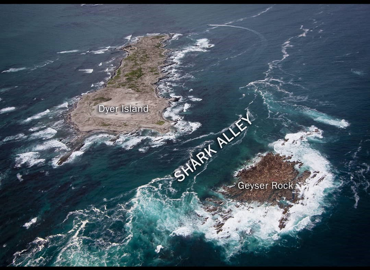 Shark Alley-Geyers Rock and Dyer Island