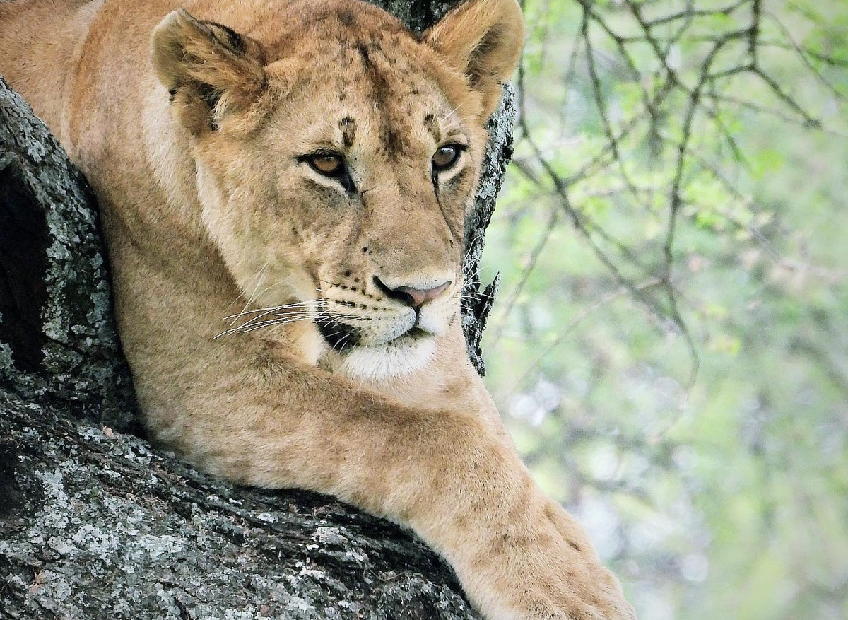 Tarangire National Park