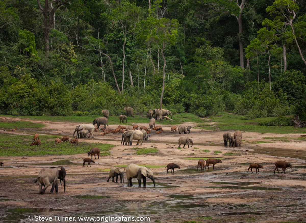 Dzanga Bai in Central African Republic