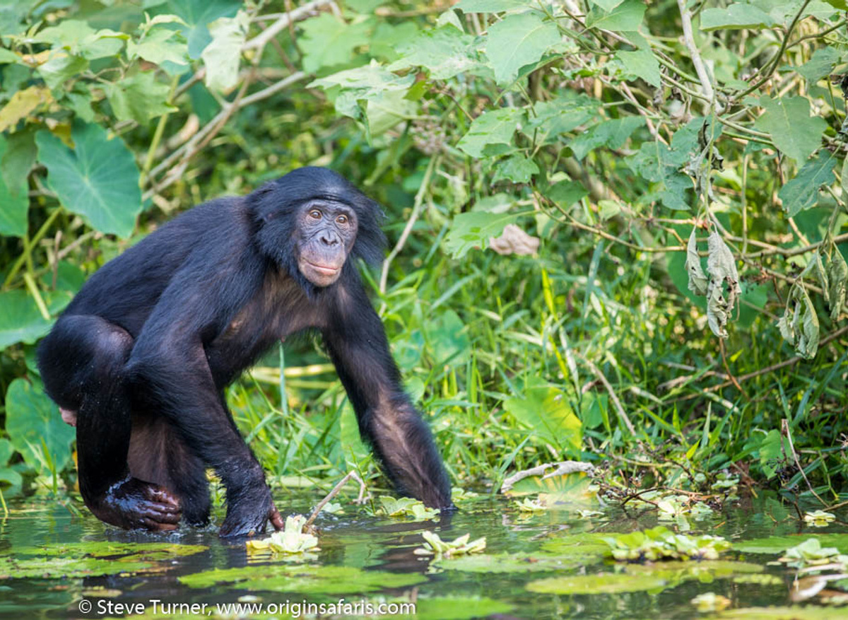 Bonobo in DRC
