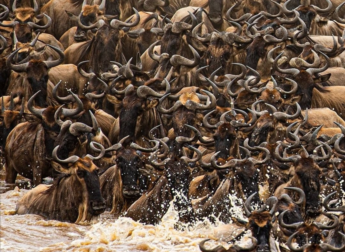 Wildebeest Migration in Kenya.jpg