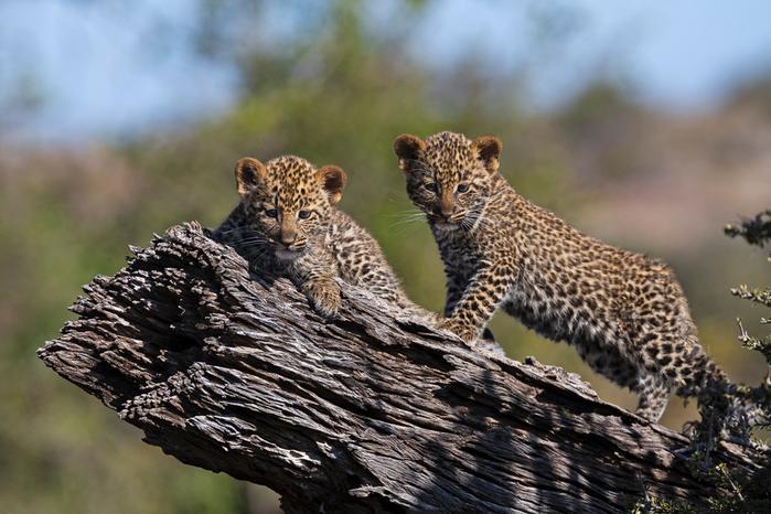7.+LeopardCubs.Mashatu_6Q6857_1048px72dpi.Web.%C2%A9WimVorster.jpg
