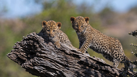 7.+LeopardCubs.Mashatu_6Q6857_1048px72dpi.Web.%C2%A9WimVorster.jpg