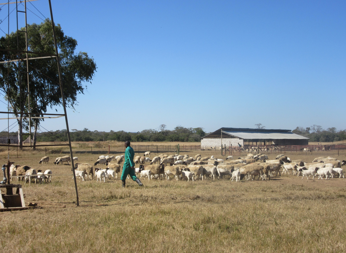 Sheep Farm - Agriculture in Zimbabwe 