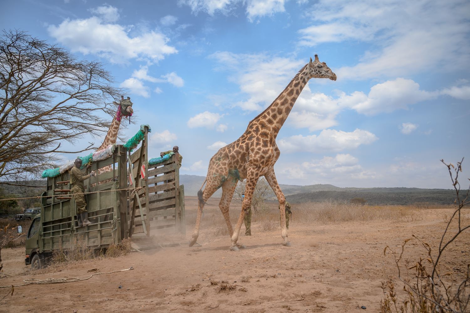 naivasha+giraffe+release.jpg