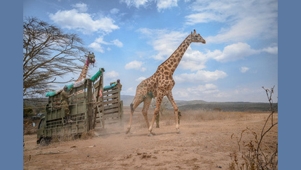 naivasha+giraffe+release.jpg