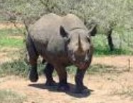 black-rhino.jpg