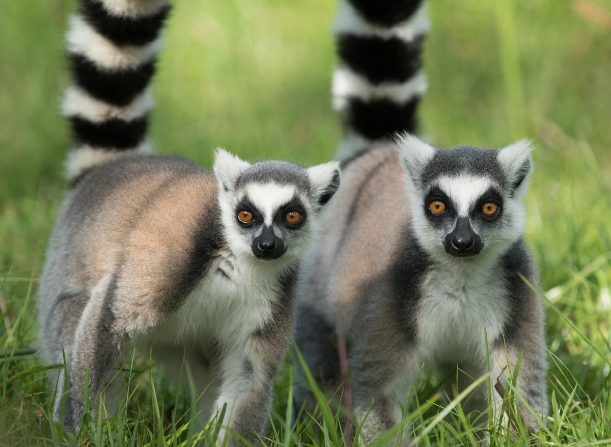 Lemur Catta