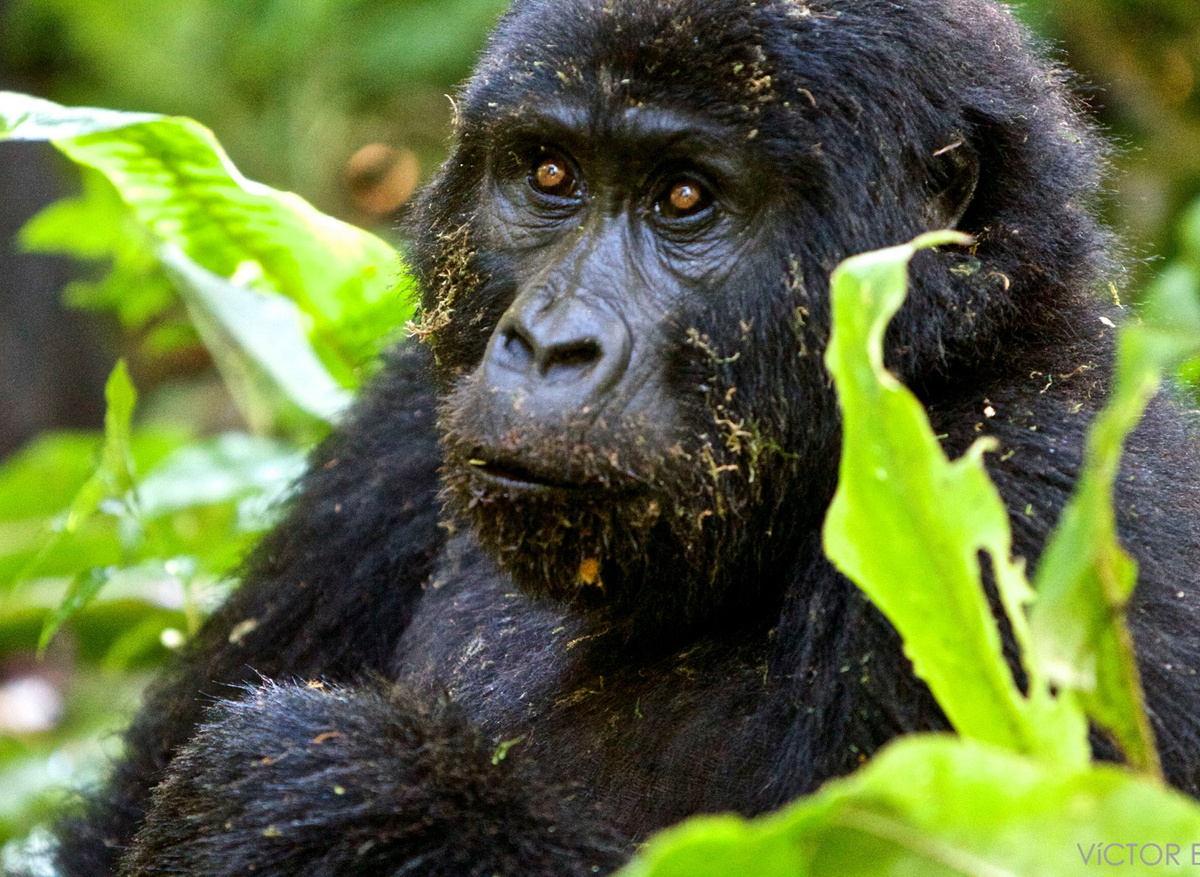 Gorila in Bwindi - Uganda