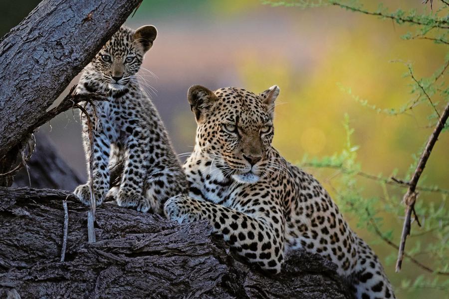 9.+LeopardMomCub.Mashatu_3253_1048px72dpi.Web.%C2%A9WimVorster.jpg