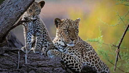 9.+LeopardMomCub.Mashatu_3253_1048px72dpi.Web.%C2%A9WimVorster.jpg