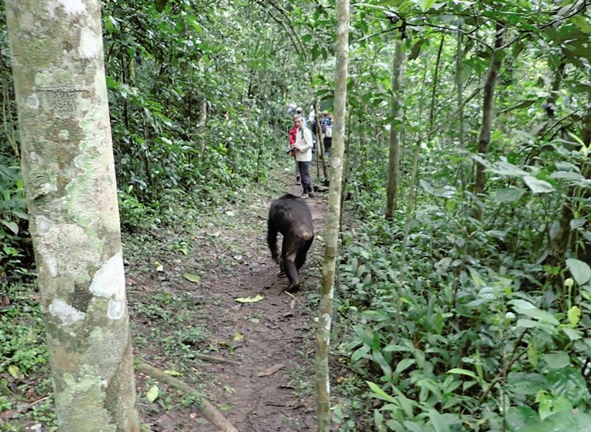 chimpanzee-tracking-kibale-uganda-comfort.1.jpg
