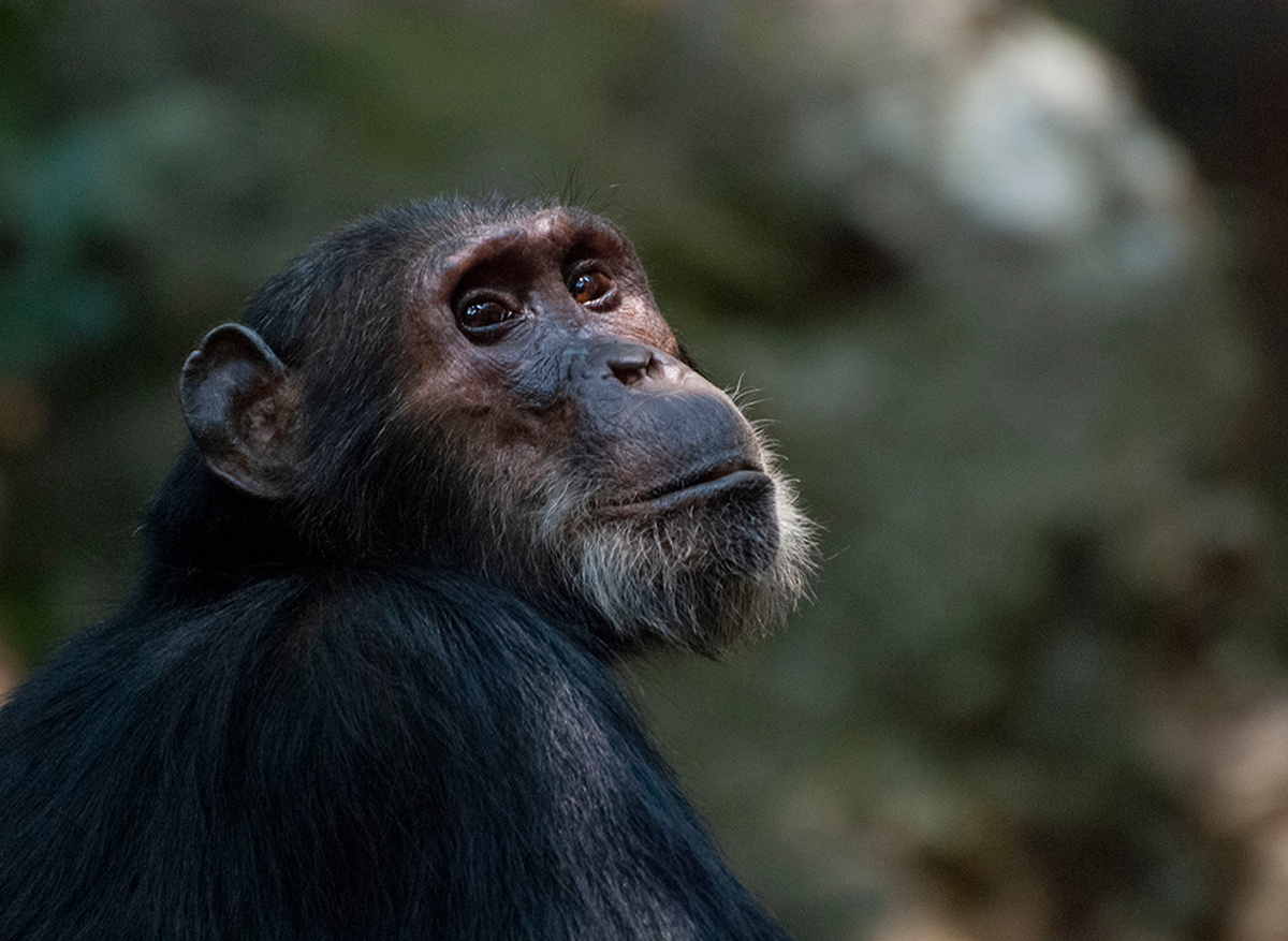 Gombe National Park.jpeg