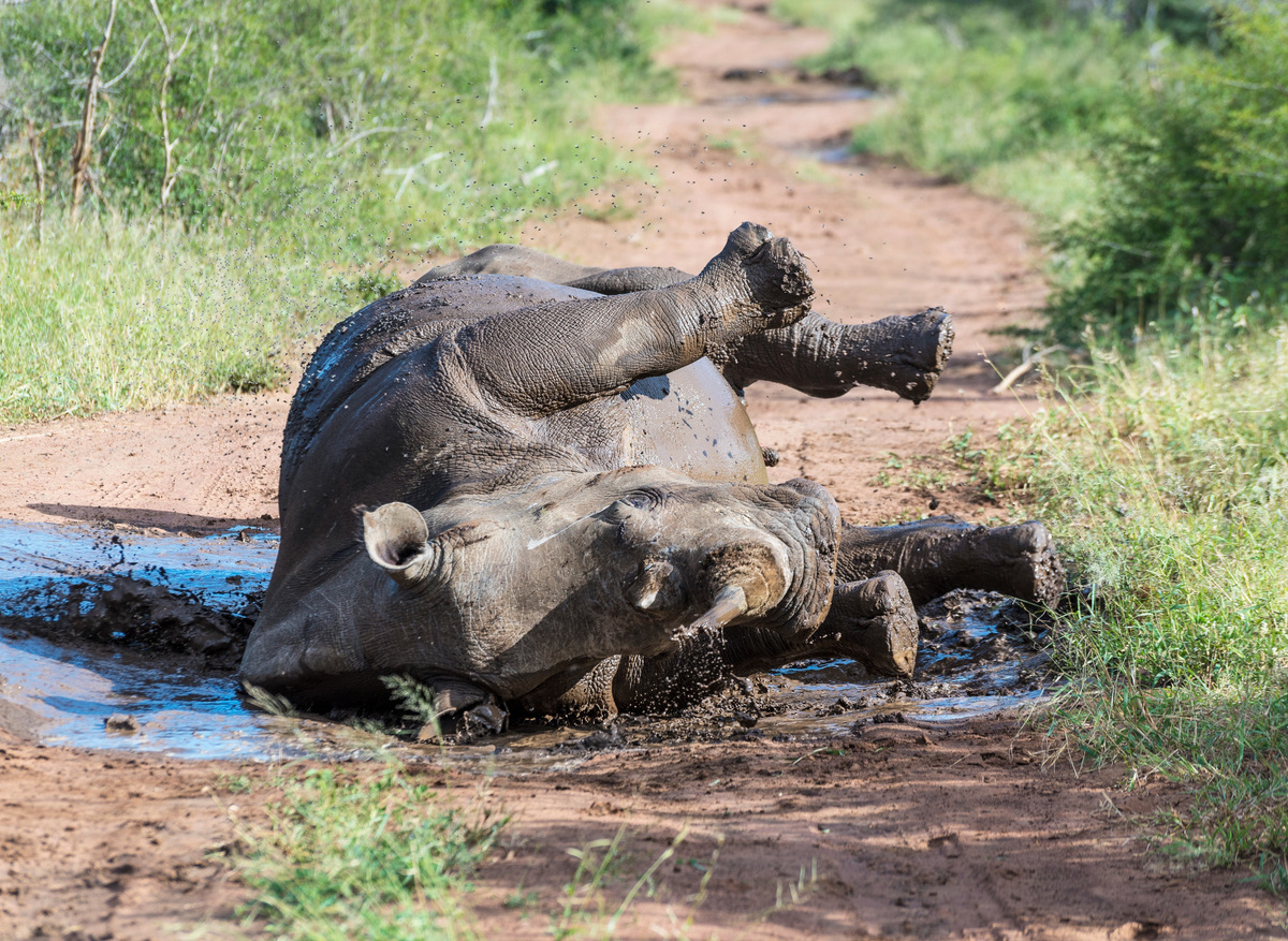 Wildlife SWZ Rhino 7 (JR).jpg