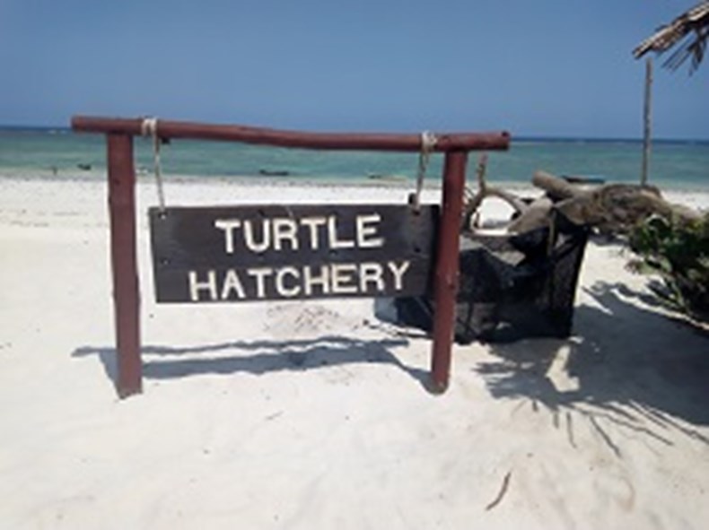 Turtle Hatchery ACD.jpg