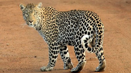 leopard-592187_1920.jpg