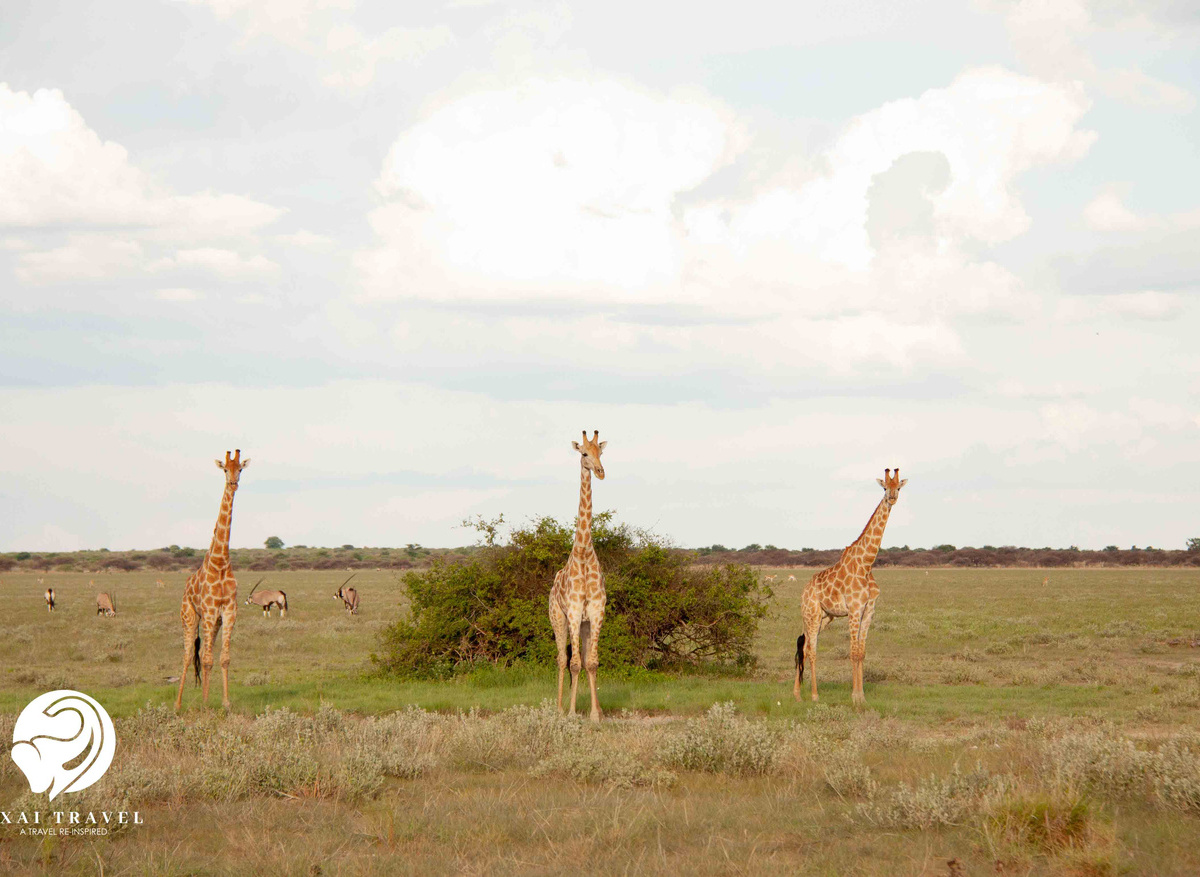 A Tower of Giraffes