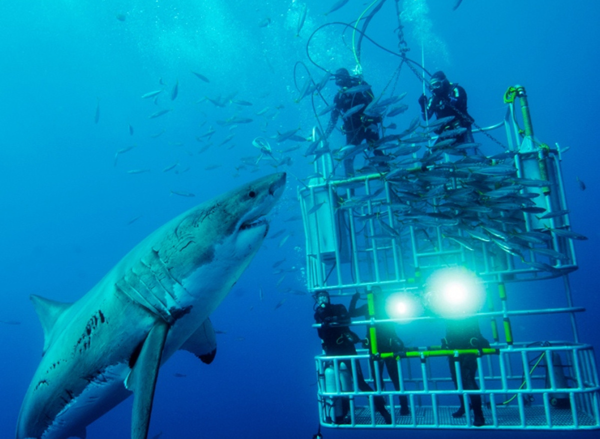 sharkCageDiving.jpg