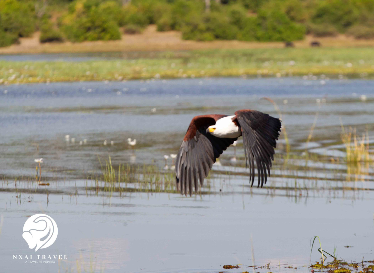 African Fish Eagle