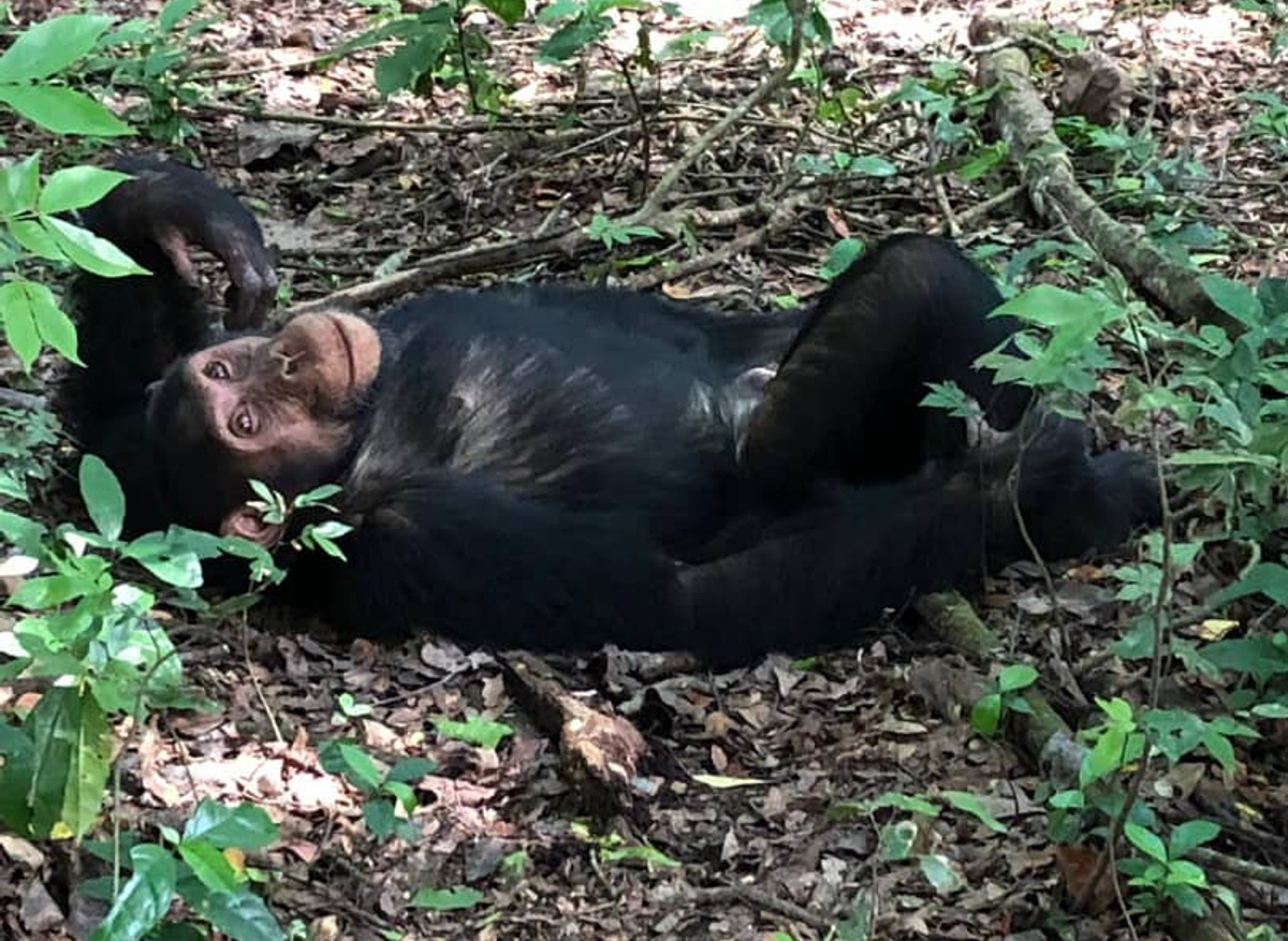 Chimpanzee rEALXING .jpg