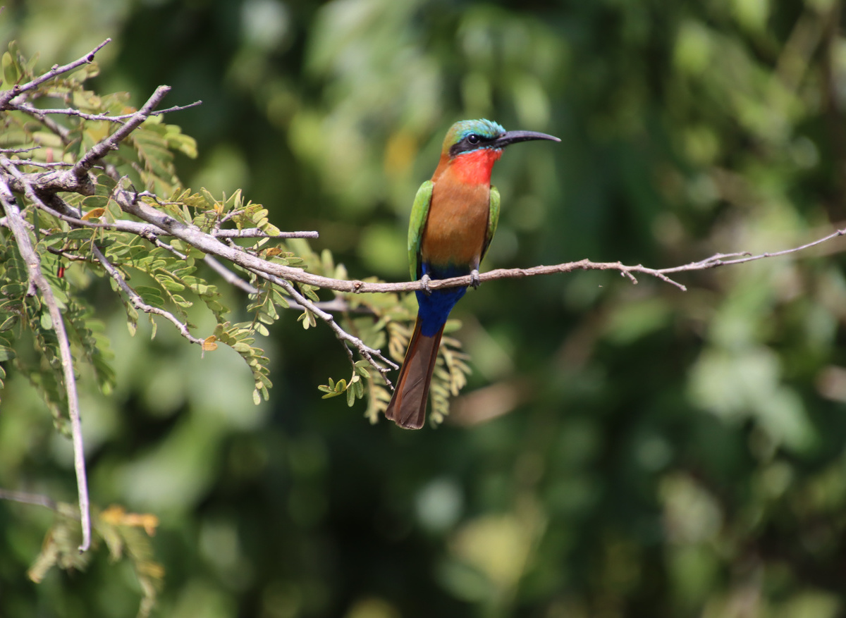 birding in Murchison Falls