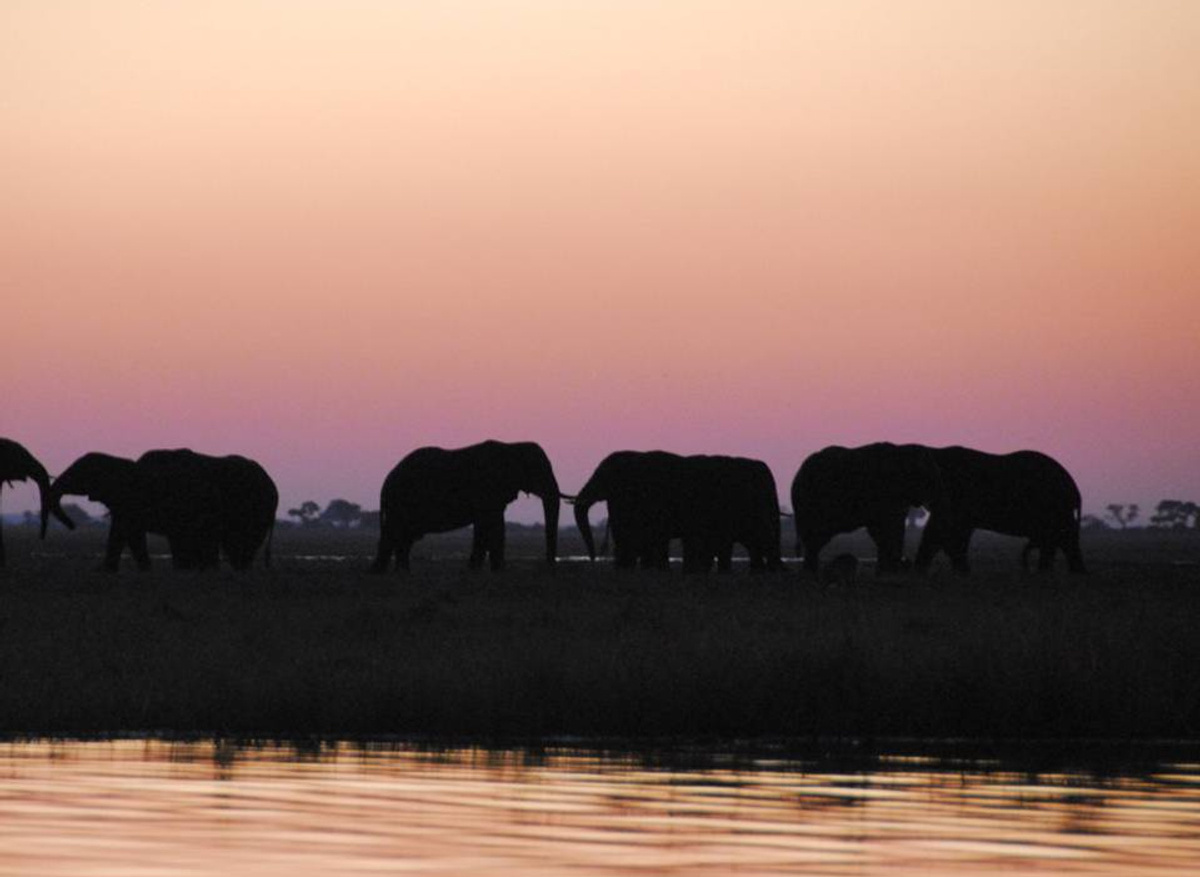 Elephant Sunset