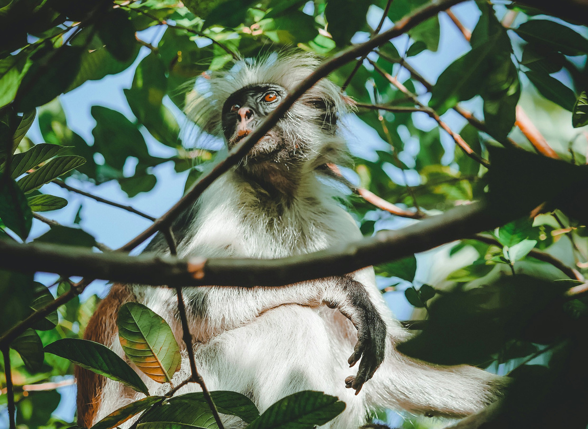 elliot-paris-Jozani Forest- Zanzibar