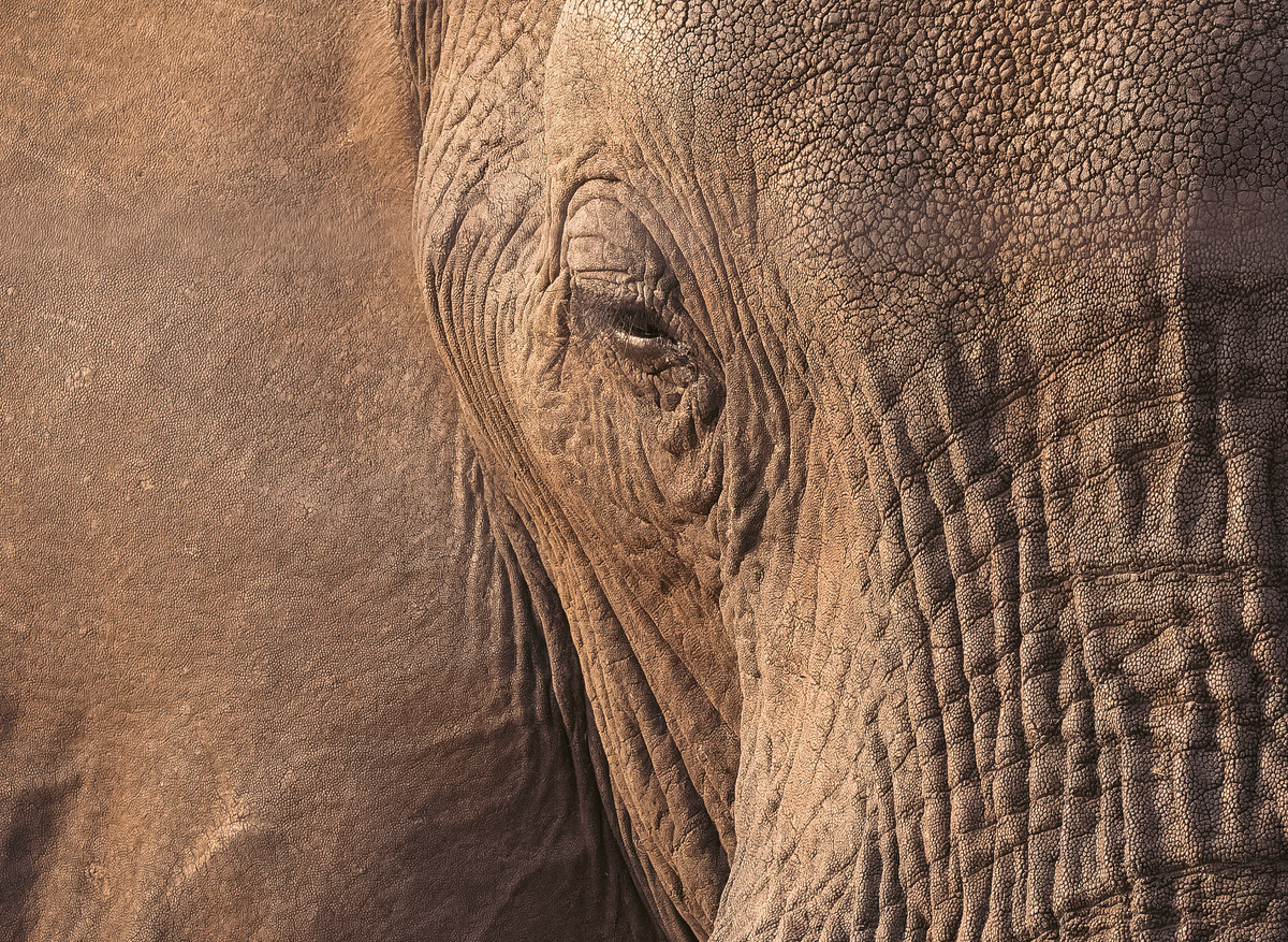 Elephant -  Mana Pools, Zimbabwe