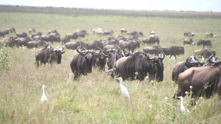 Serengeti_National_Park_Wildebeests.jpg