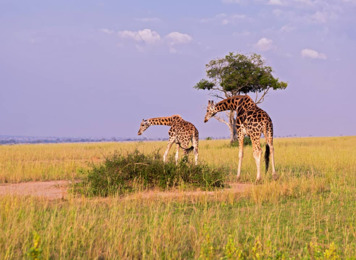 Murchison Falls National Park 