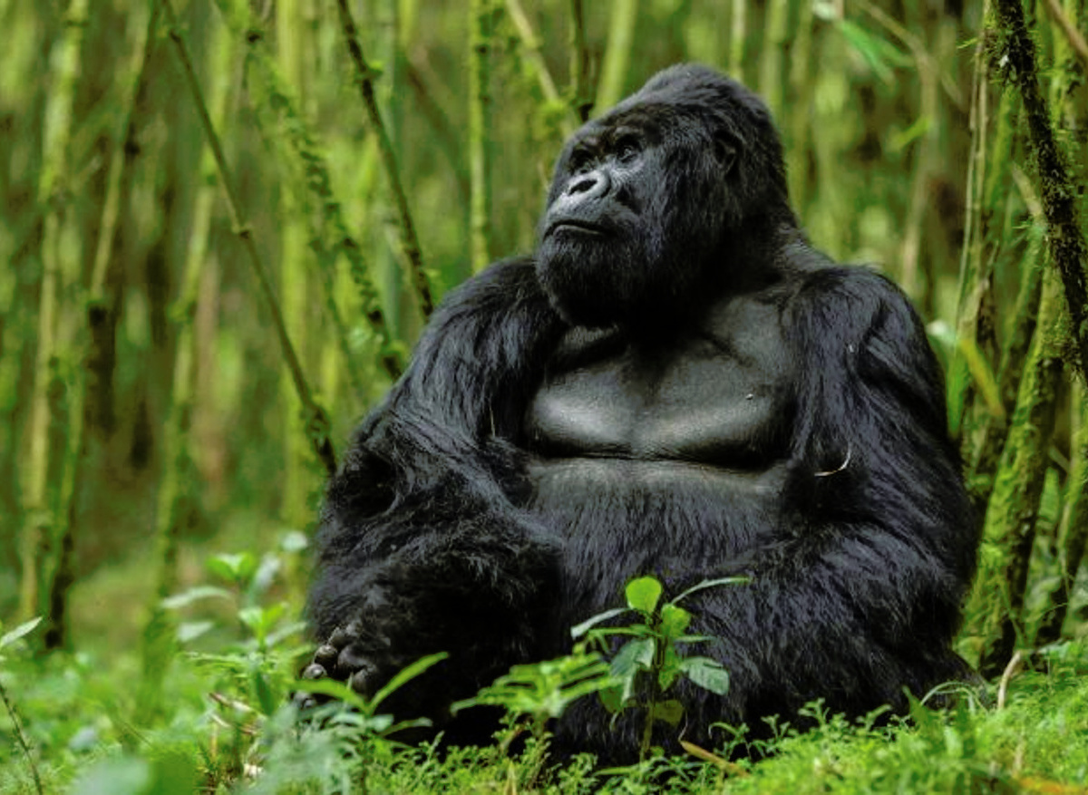 Mountain Gorilla Family – Bwindi Impenetrable Forest