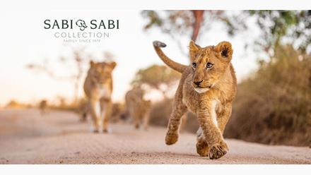 Lion Image.jpg