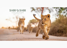 Lion Image.jpg