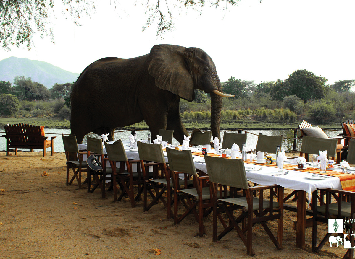 Zamag Safaris - Lower Zambezi, Zambia .jpg