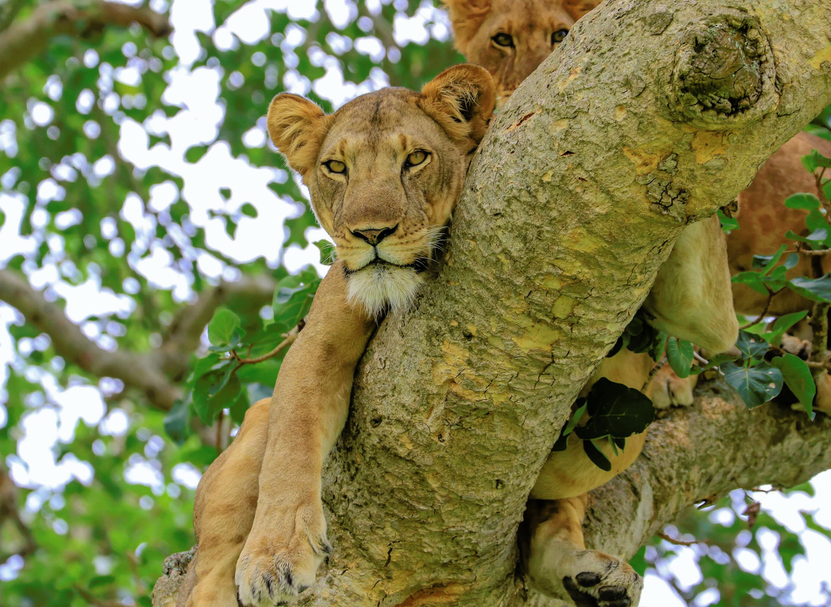 uganda-tree-climbing-lions-ishasha-queen-elizabeth-safari-7.jpg