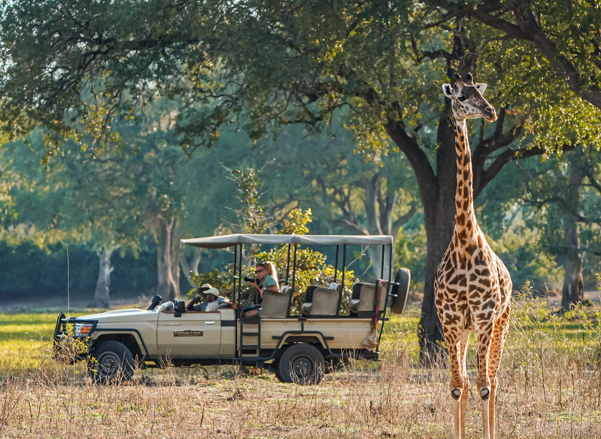 Flatdogs game drive with Thornicrofts giraffe