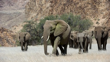 Desert elephants - Dana Allen.jpg