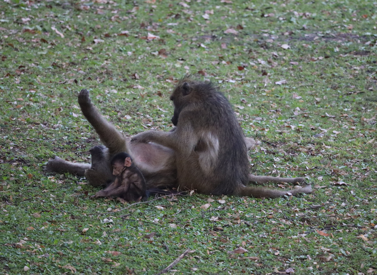 Baboons